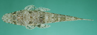 Thysanophrys chiltonae, Longsnout flathead: fisheries