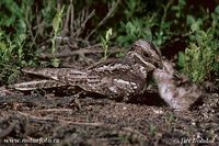 Caprimulgus europaeus - Eurasian Nightjar
