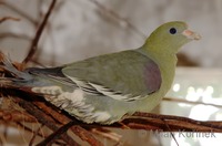 Treron calva - African Green-Pigeon