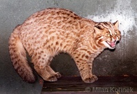 Prionailurus bengalensis euptilurus - Amur Leopard Cat