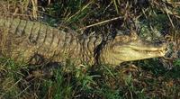 Image of: Caiman crocodilus (spectacled caiman)
