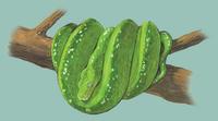 Image of: Morelia viridis (green tree python)