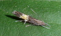 カザリバガ科の1種 Cosmopterix sp.