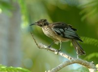 New Caledonian Friarbird - Philemon diemenensis