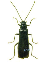 Rhagonycha parviocellata - OO병대벌레