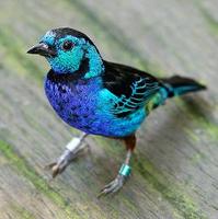 * Opal Rumped Tanager