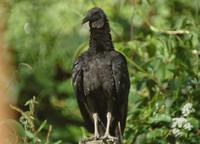 Black Vulture  