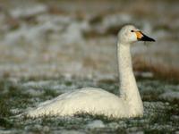 Bewick's Swan (first year, you can see the black feathers!)