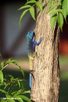Blue-headed tree agama (Acanthocerus atricollis)