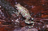: Dendrobates auratus; Green Poison Frog