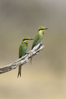 : Merops hirundineus; Swallow Tailed Bee-eater