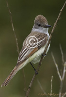 : Myiarchus cinerascens; Ash-throated Flycatcher