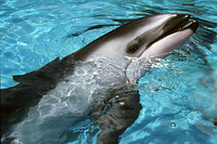 : Lagenorhychus obliquidens; Pacific White-sided Dolphin
