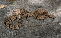 : Crotalus lepidus; Rock Rattlesnake