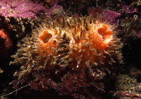 : Boltenia villosa; Spiny-headed Tunicate
