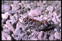 : Pictum; Grasshopper