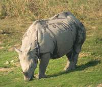 Indian Rhinoceros (Rhinoceros unicornis) 2004. december 17. Kaziranga National Park, Central Ran...