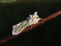 Sølv-hætteugle (Cucullia argentea) Foto/billede af