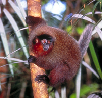 Brown titi (Callicebus brunneus)