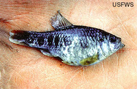 Cyprinodon pecosensis, Pecos pupfish: aquarium