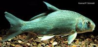 Carpiodes cyprinus, Quillback: fisheries