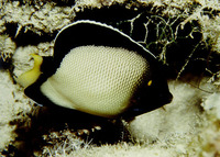 Apolemichthys xanthotis, Yellow-ear angelfish: aquarium