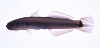 Parioglossus rainfordi, Rainford's dartfish: