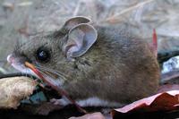 Image of: Peromyscus maniculatus (deer mouse)