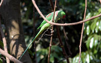 Image of: Psittacula eupatria (Alexandrine parakeet)