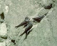 Image of: Riparia riparia (collared sand martin;bank swallow)