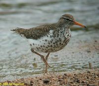 Spotted Sandpiper - Actitis macularia