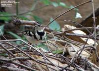 Forest Wagtail - Dendronanthus indicus