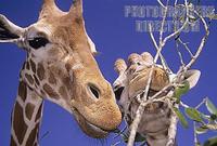 Reticulated Giraffe , Jacksonville Zoo , Florida stock photo