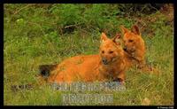 Indian Wild Dogs Alpha male and female stock photo