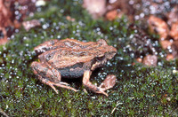 : Crinia signifera; Common Eastern Froglet