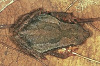 : Dendrophryniscus leucomystax