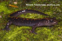: Onychodactylus japonicus; Japanese Clawed Salamander