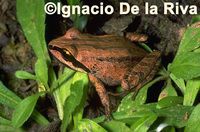 : Pristimantis fraudator; Cochamba Robber Frog