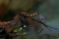 : Extatosoma tiaratum; Australian Stick Insect