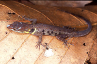 : Gonatodes humeralis; Trinidad Gecko
