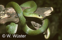 : Liophis typhlus; Snake