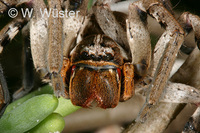: Palystes sp.; Wandering Crab Spider