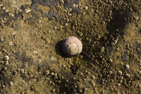 : Tegula funebralis; Black turban snail