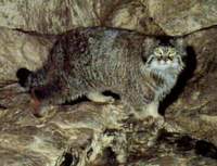 스텝지역고양이 Felis manul Pallas's Cat