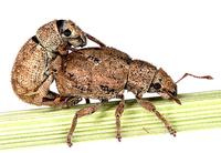 Strophosoma melanogrammum