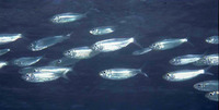 Harengula humeralis, Redear herring: fisheries, bait