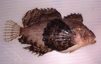 Blepsias bilobus, Crested sculpin: gamefish