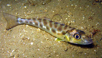 Sillago maculata, Trumpeter sillago: fisheries, aquaculture, gamefish