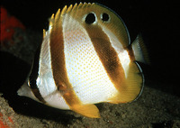 Chaetodon marleyi, Doublesash butterflyfish: aquarium
