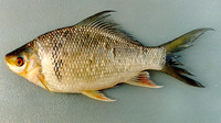 Osteochilus melanopleurus, : fisheries